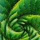 Aloe vera: Herbs and Plants in the Bible