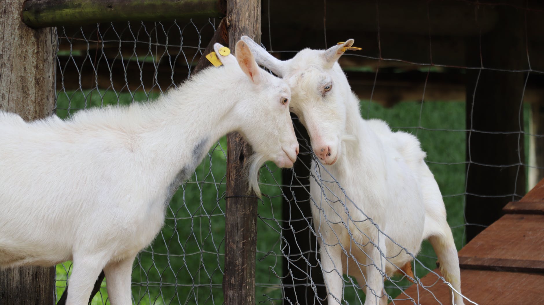 Foods in the bible: goats countryside cute agriculture